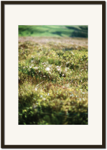 KSP016 Grassy Moor